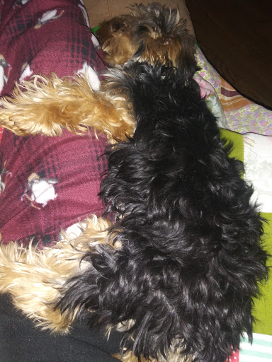 Pet Supply Store «Petco Animal Supplies», reviews and photos, 17930 Halsted St, Homewood, IL 60430, USA