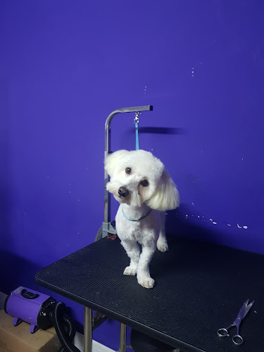 Opinii despre Salon Frizerie Canina Si Felina în <nil> - Veterinar