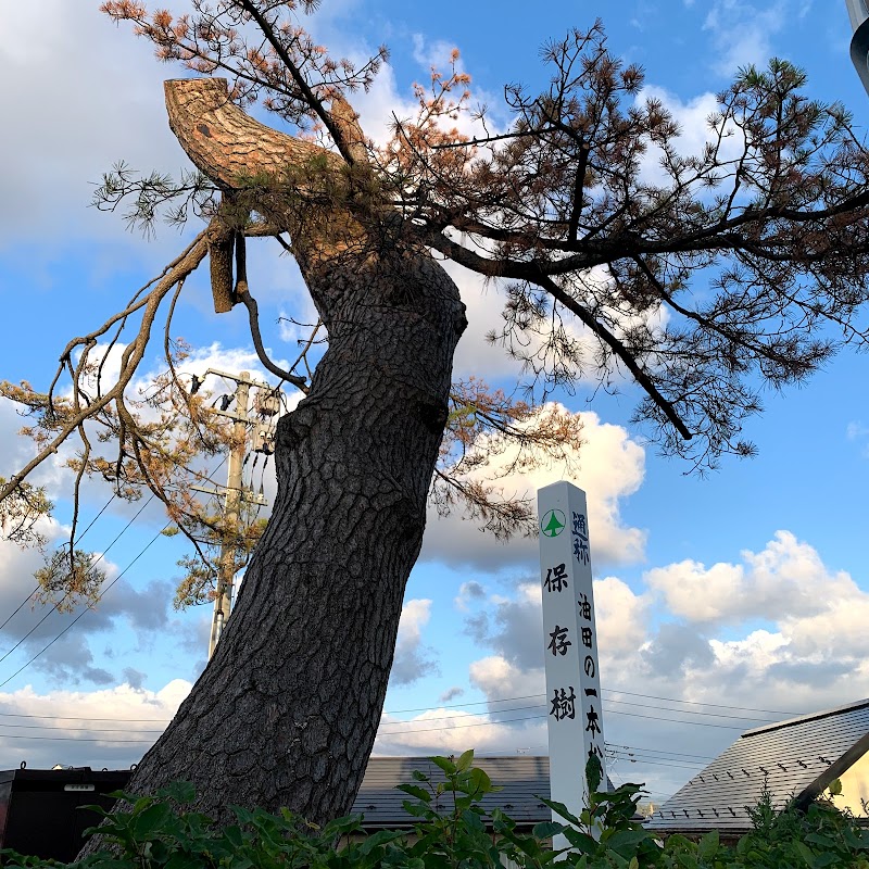 油田の一本松