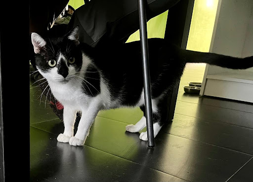 Centro Veterinario Posada de Llanera en Posada de Llanera