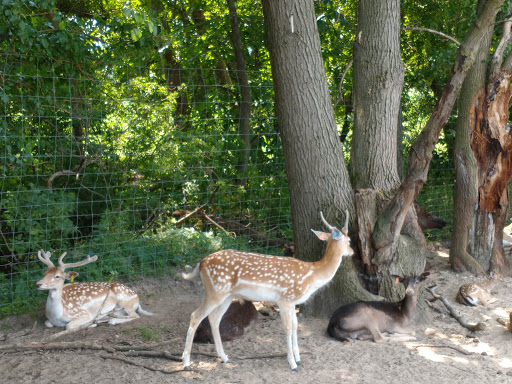 Zoo «Dutch Creek Farm Animal Park», reviews and photos, 6255 N 1000 W, Shipshewana, IN 46565, USA