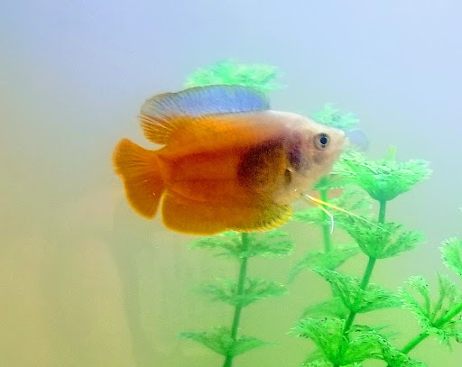 Pet Store «Boiling Springs Pet World», reviews and photos, 2651 Boiling Springs Rd, Spartanburg, SC 29316, USA