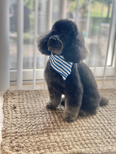 Evelyn's Classy Clipper