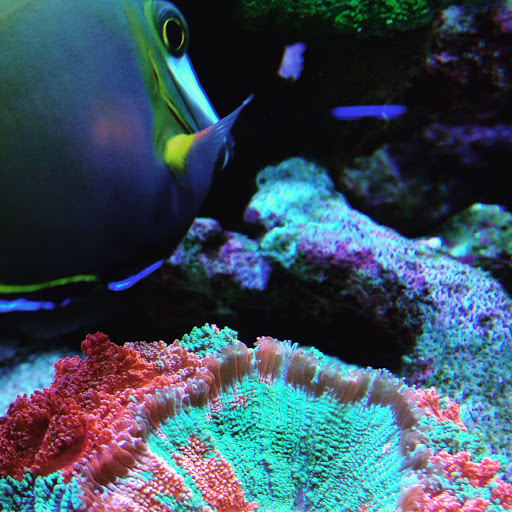 Aquarium «The Reef Shoppe», reviews and photos, 1969 East Ridge Road, Rochester, NY 14622, USA