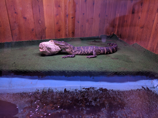 Pet Store «Critter Pet Shop», reviews and photos, 19309 Ecorse Rd, Allen Park, MI 48101, USA