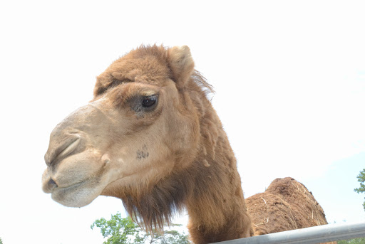 Zoo «North Georgia Zoo & Farm», reviews and photos, 2912 Paradise Valley Rd, Cleveland, GA 30528, USA