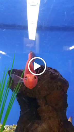 Pet Supply Store «Petco Animal Supplies», reviews and photos, 26209 104th Ave SE, Kent, WA 98030, USA