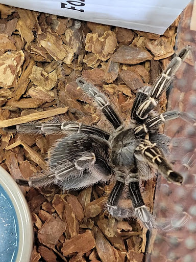 Pet Store «Friendly Pets», reviews and photos, 625 Friendly Center Rd, Greensboro, NC 27408, USA