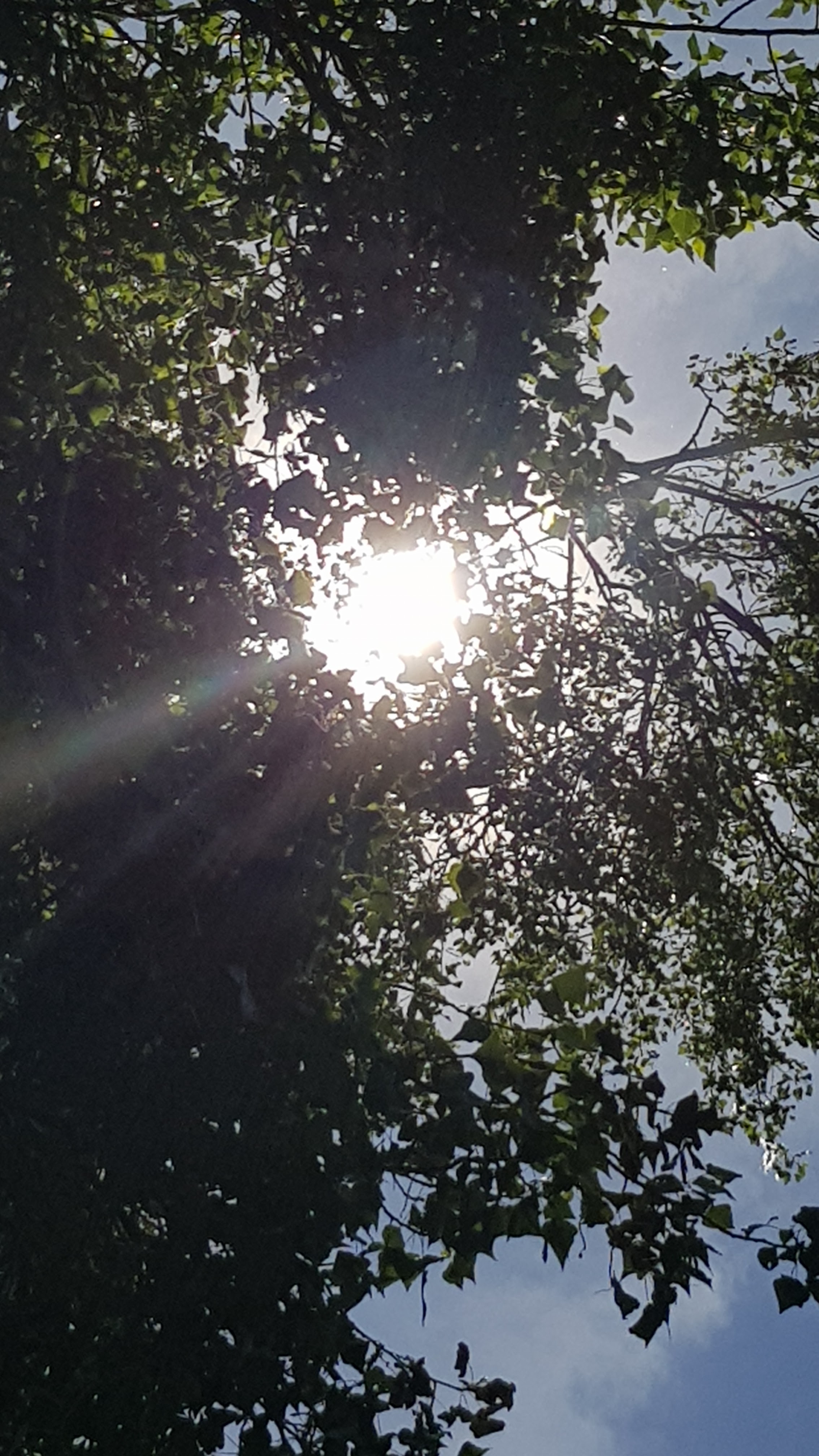 Photo n° 2 de l'avis de Petit.e fait le 29/06/2019 à 04:31