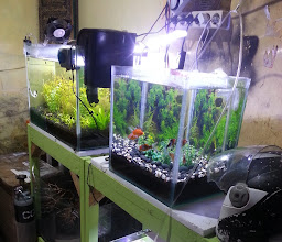 Guppy Farm Kendari photo