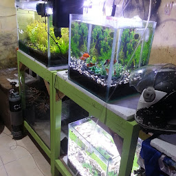 Guppy Farm Kendari