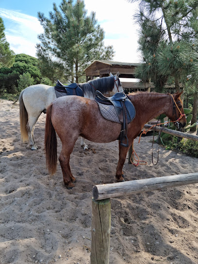 Passeios a Cavalo na Praia (Melides)