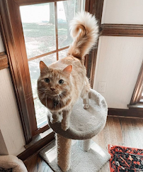 Pet Sitters of Charlotte - Photo 6 - Car repair in Charlotte, NC, Charlotte