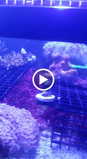 Tropical Fish Store «The Premium Aquarium», reviews and photos, 1875 25th St SE, Salem, OR 97302, USA