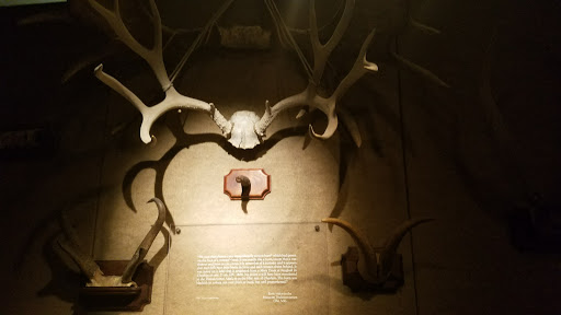 The Museum of Jurassic Technology image