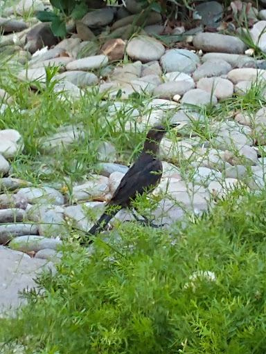 Social Services Organization «The Shade Tree», reviews and photos