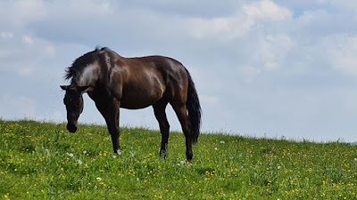 Pension chevaux 52 à Osne-le-Val