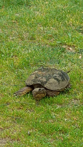 Golf Course «Pine Hills Golf Course», reviews and photos, 6603 Woodbury Rd, Laingsburg, MI 48848, USA