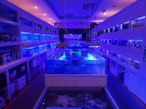 Tropical Fish Store «Advanced Marine Aquatics», reviews and photos, 1083 Willis Ave, Albertson, NY 11507, USA