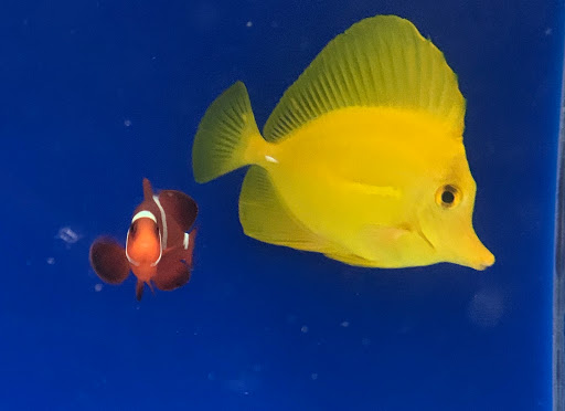 Pet Store «Acuario Piscis», reviews and photos, 3040 W Cermak Rd, Chicago, IL 60623, USA