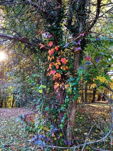 Public Golf Course «Calvert Road Park Disc Golf», reviews and photos, Campus Drive, College Park, MD 20740, USA