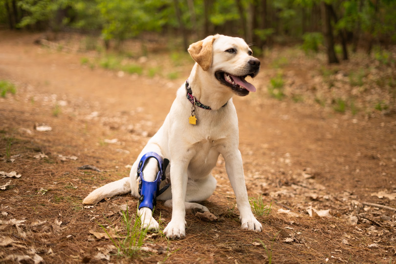 Pet Ortho Braces