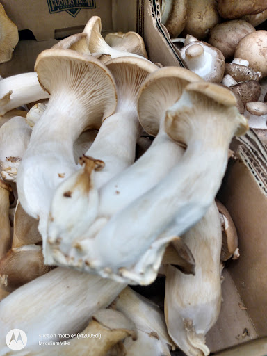 Grocery Store «Safeway», reviews and photos, 37601 US-26, Sandy, OR 97055, USA