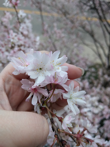 Art Museum «Taft Museum of Art», reviews and photos, 316 Pike St, Cincinnati, OH 45202, USA