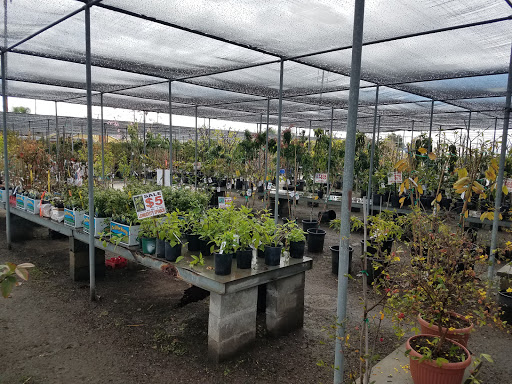 Mimosa Nursery