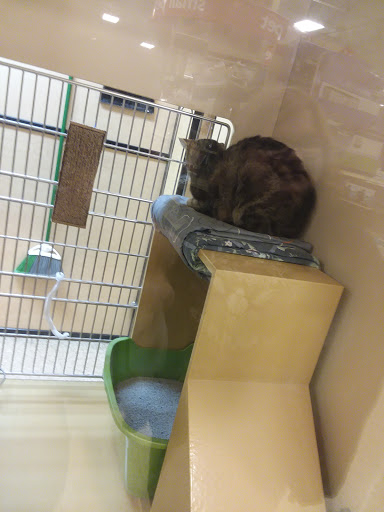 Pet Supply Store «PetSmart», reviews and photos, 4485 24th Ave, Fort Gratiot Twp, MI 48059, USA