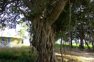 Peddamarri Tree (Big Banyan Tree) image