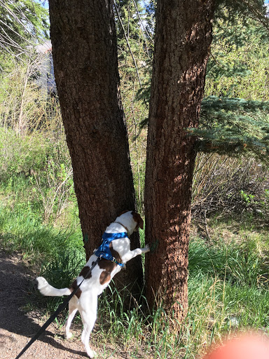 Pet Supply Store «The Pet Boutique of Vail», reviews and photos, 182 Gore Creek Dr, Vail, CO 81657, USA