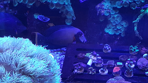 Tropical Fish Store «Stingray Bay», reviews and photos, 17800 E 9 Mile Rd, Eastpointe, MI 48021, USA