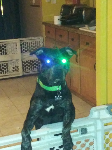 Pet Supply Store «Pet Supplies Plus», reviews and photos, 6030 Central Ave Suite A, Portage, IN 46368, USA