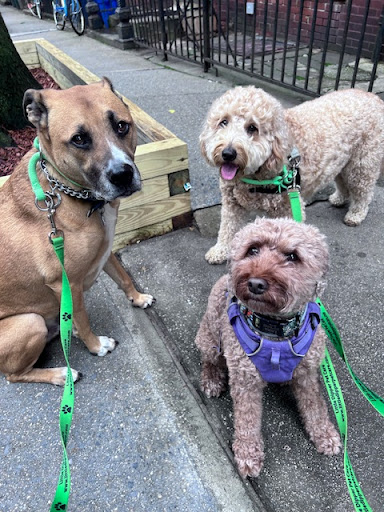 Photo of LITTLE DIPPER PET CARE