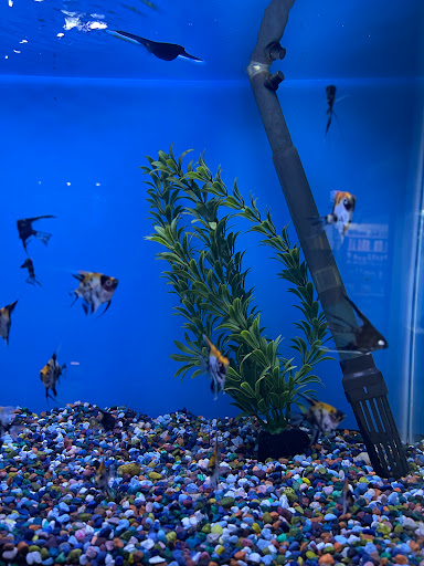 Tropical Fish Store «Aquarium Paradise», reviews and photos, 11724 Pacific Hwy SW, Lakewood, WA 98499, USA