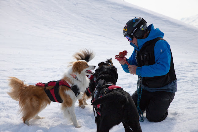 Aspiring Avalanche Dogs - Mosgiel