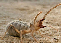 Frazier Pest Control, Inc - Photo 3 - Car repair in Cathedral City, CA, Indio