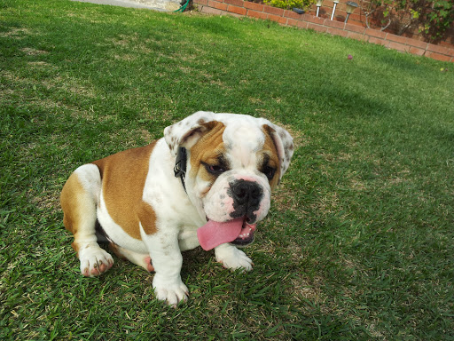 Pet Store «Inez Pet Shop», reviews and photos, 3825 Whittier Blvd, Los Angeles, CA 90023, USA