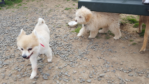 Dog Park «Dog Park», reviews and photos, 9068-9156 Wheatsheaf Rd, Morrisville, PA 19067, USA