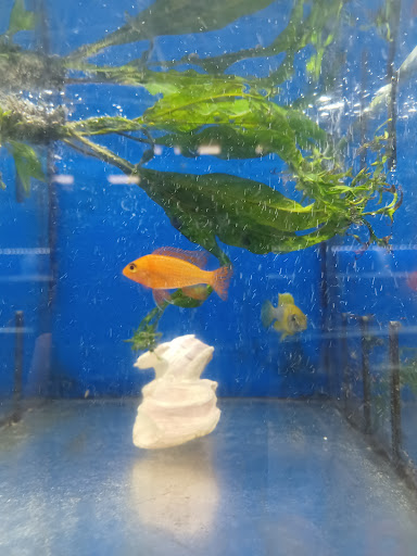 Pet Store «Brooklyn Zoo & Aquarium Pet Store», reviews and photos, 2377 Ralph Ave, Brooklyn, NY 11234, USA