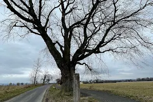 Památný strom image