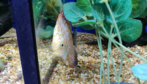 Tropical Fish Store «Exotic Aquatics», reviews and photos, 2929 Custer Rd #317, Plano, TX 75075, USA