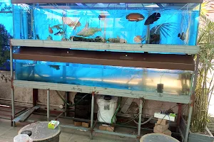 Aqua Discovery aquarium & accessories& pet shop image