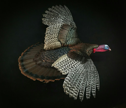 Taxidermist «HighPoint Taxidermy And Outfutters», reviews and photos, 14860 OH-13, Thornville, OH 43076, USA