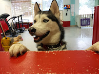 Ruuff Luv Doggie Daycare - Photo 9 - Car repair in Omaha, NE, Omaha