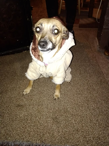 Pet Supply Store «PetSmart», reviews and photos, 5748 S Redwood Rd, Taylorsville, UT 84123, USA