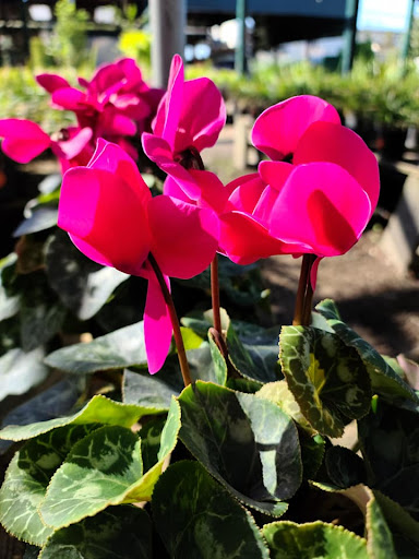 Plant Nursery «HOUSTON PLANTS & GARDEN WORLD», reviews and photos, 16726 North Fwy, Houston, TX 77090, USA