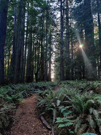 Nature Preserve «LandPaths Grove of Old Trees», reviews and photos, 17599 Fitzpatrick Ln, Occidental, CA 95465, USA