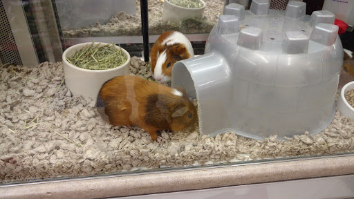 Pet Supply Store «Petco Animal Supplies», reviews and photos, 825 Hartford Turnpike, Waterford, CT 06385, USA